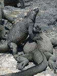 Galapagos (Mar 2009) - Day 09 - 088
